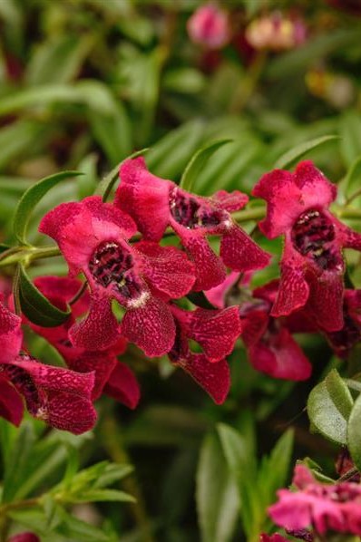 ANGELONIA Angel Flare Cranberry